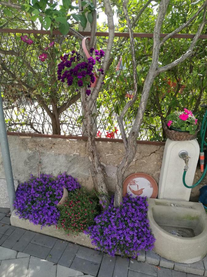 Apartment Vesna 扎达尔 外观 照片